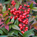 Ornamental Nandina Plant Live in Quart Pot E549849