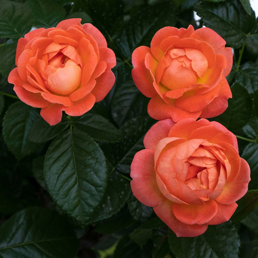 Orange Flowers Live Shrub (1 Gallon) S716