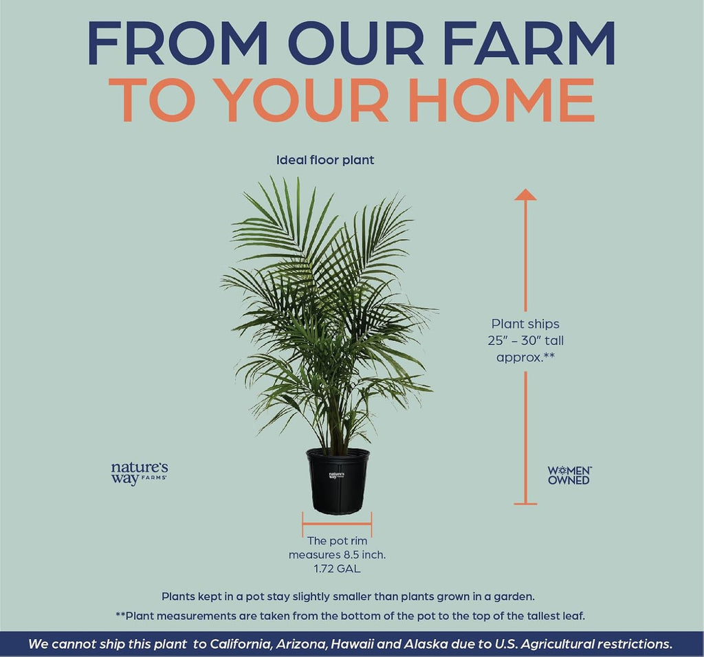 Majesty Palm Live Plant in Growers Pot, 3-4 Feet Tall O60851