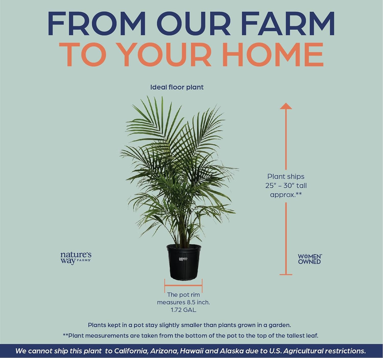 Majesty Palm Live Plant in Growers Pot, 3-4 Feet Tall O60851