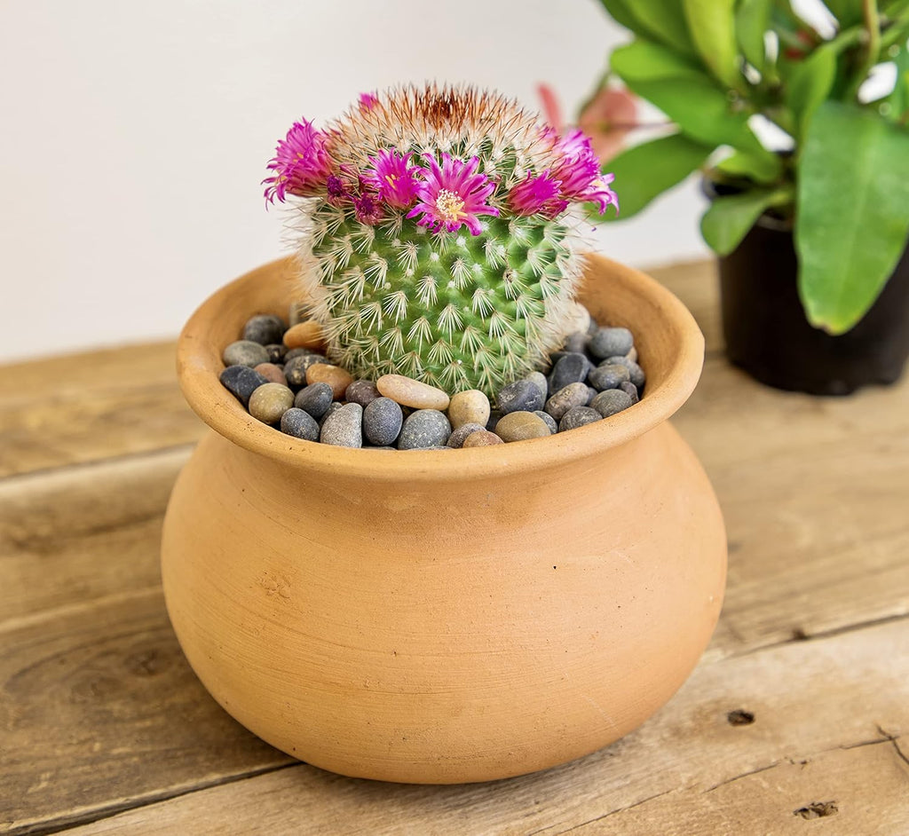 Assorted Cactus Plants Live Cactus Decor (4PK) M915
