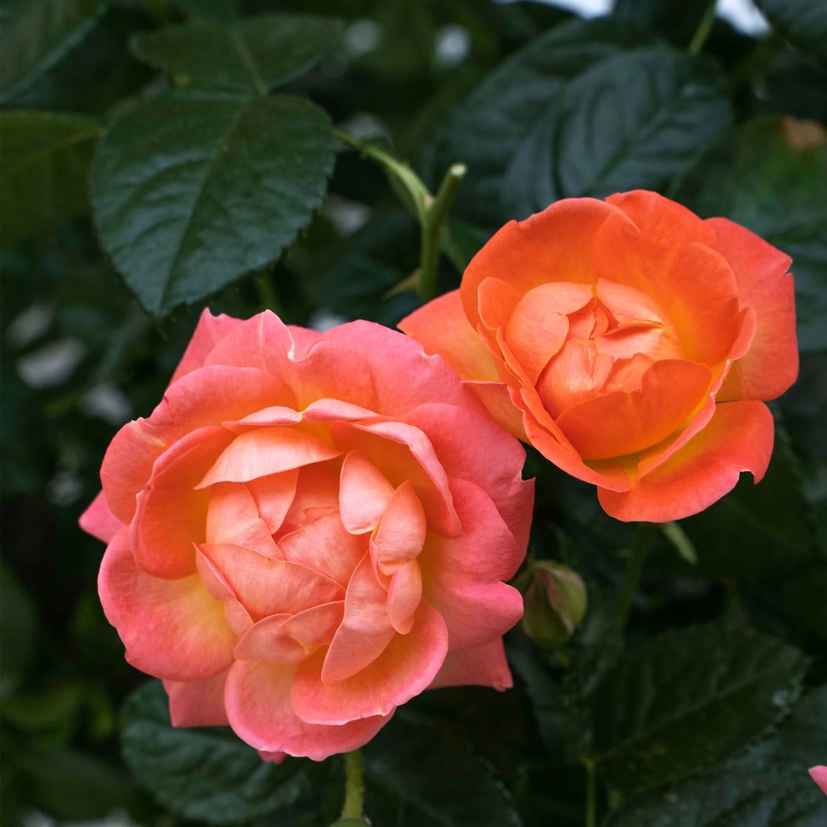 Orange Flowers Live Shrub (1 Gallon) S716