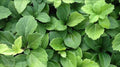 100 Bare Root Japanese Spurge Groundcover Plants V1915