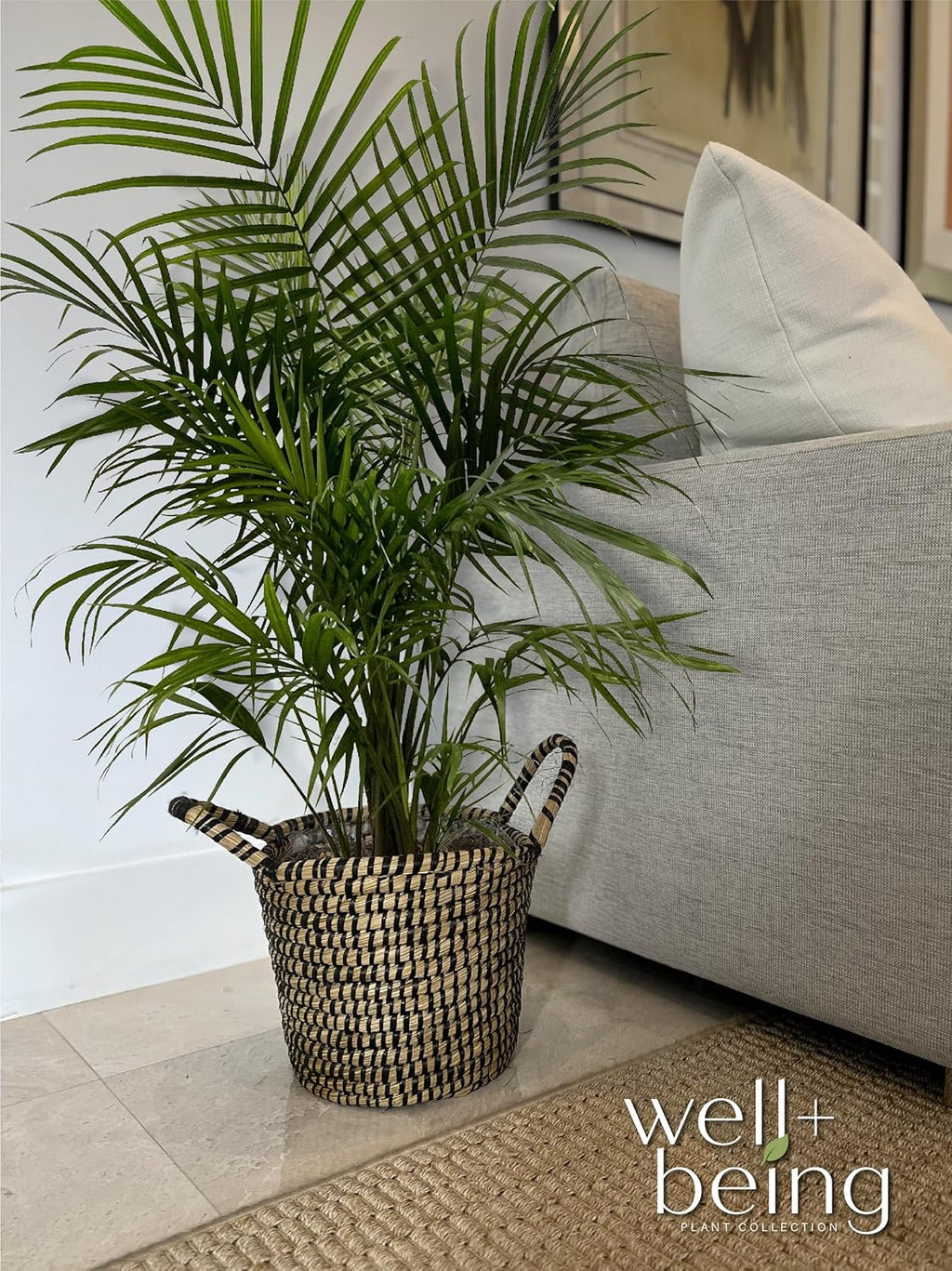 Majesty Palm Live Plant in Growers Pot, 3-4 Feet Tall O60851