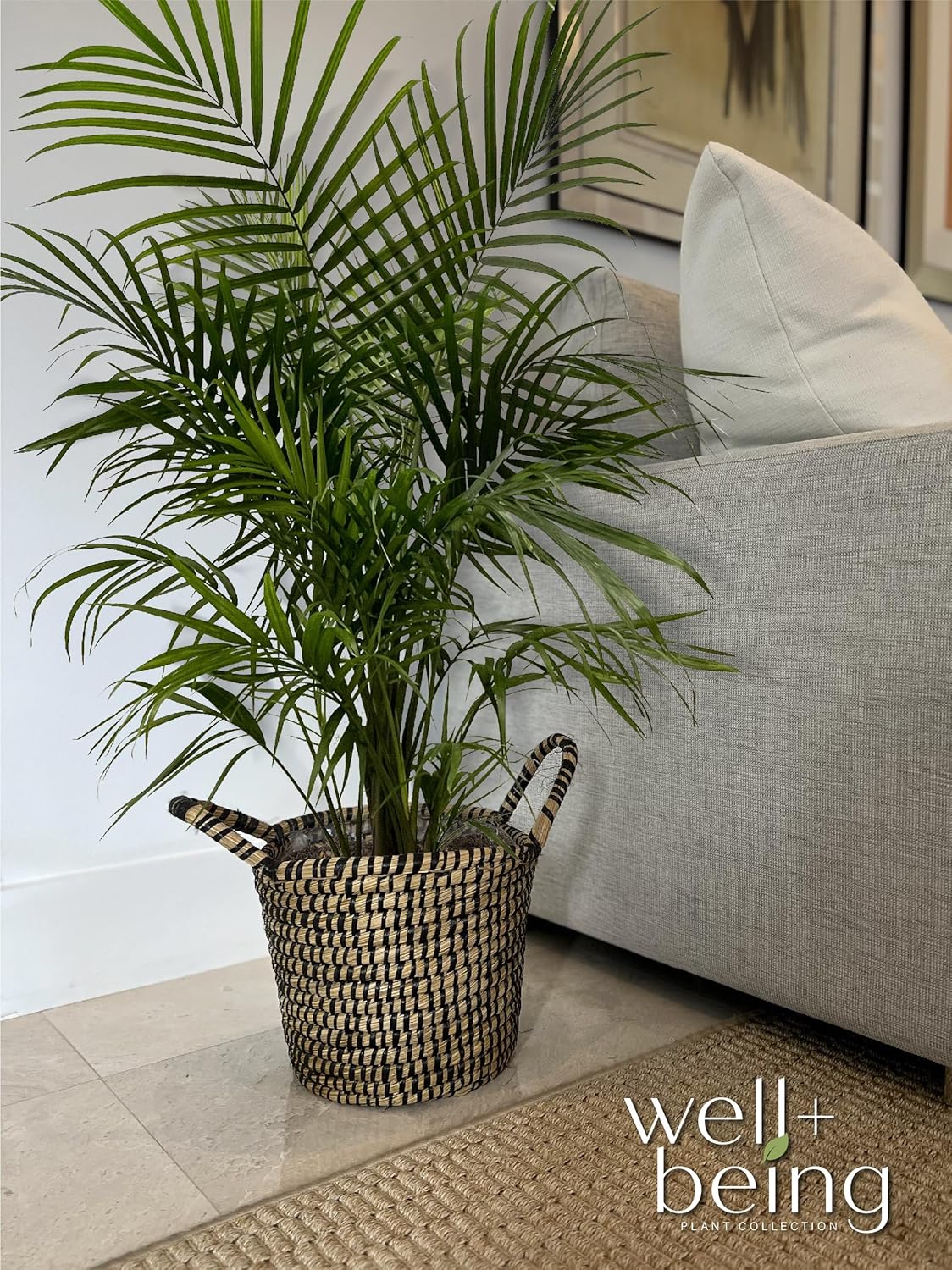 Majesty Palm Live Plant in Growers Pot, 3-4 Feet Tall O60851
