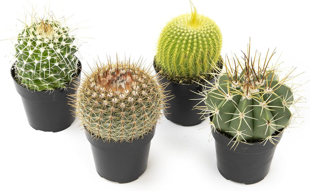 Assorted Cactus Plants Live Cactus Decor (4PK) M915