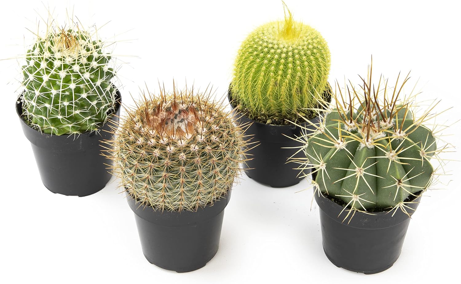Assorted Cactus Plants Live Cactus Decor (4PK) M915