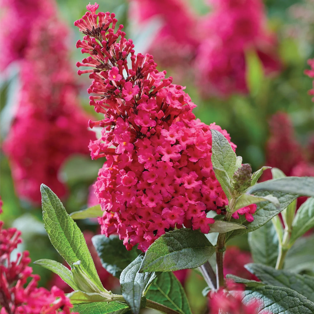 Pink Flowering Butterfly Bush (1.5 gal) H4847