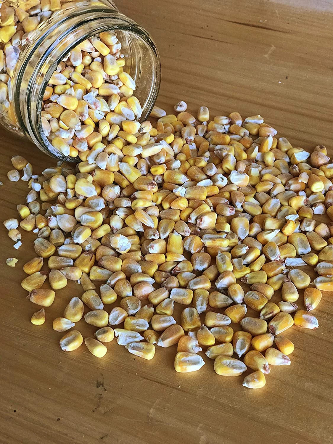 Shelled Corn Non-GMO 50 lb Y568193