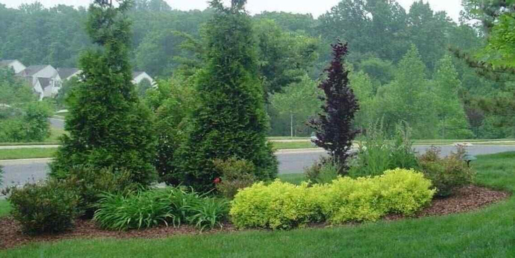2.5" Pots Thuja Green Giant Arborvitae Trees L89314