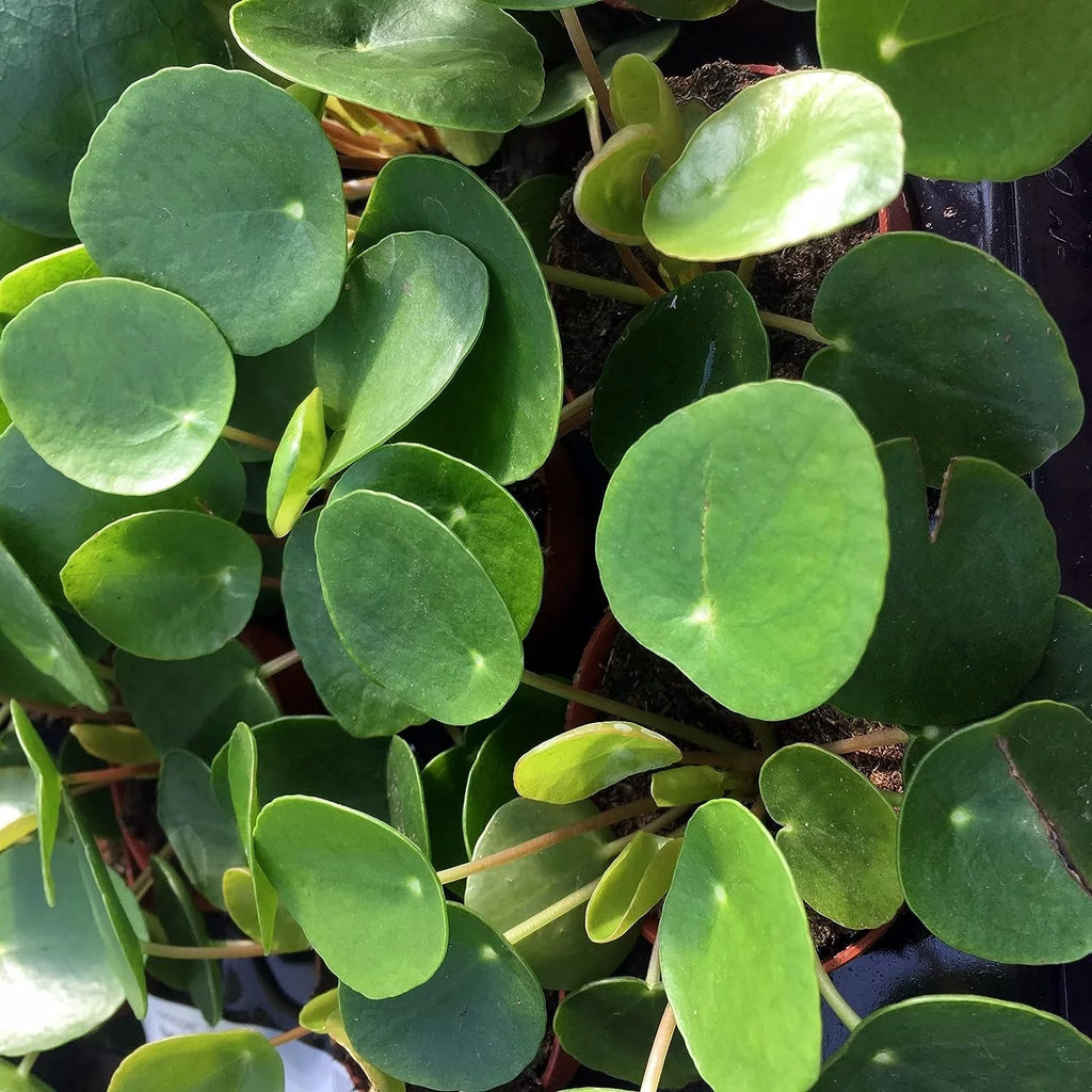 Chinese Money Plant - 1 Live Starter Plant - Pilea Peperomioides - Indoor Houseplant Y37957