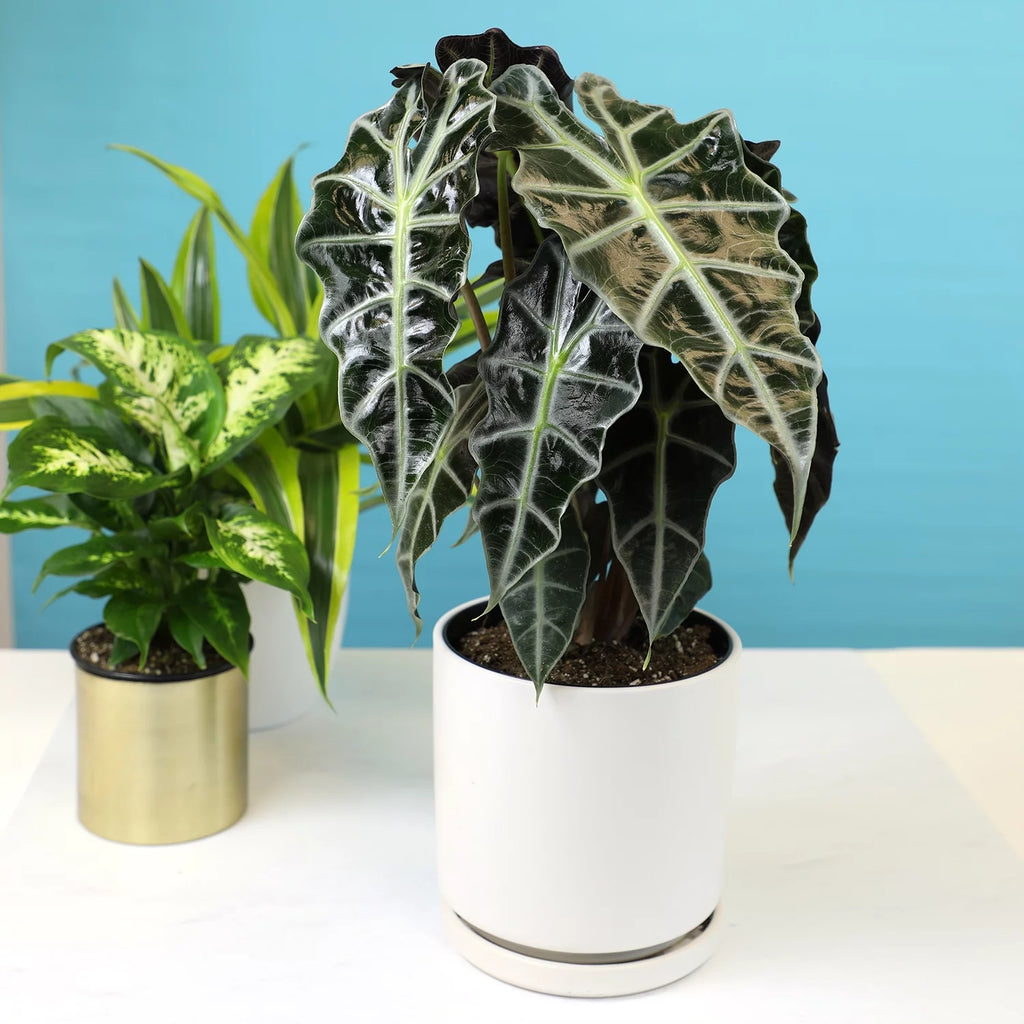 6" Alocasia Amazonica Polly Elephant Ear Plant K911083