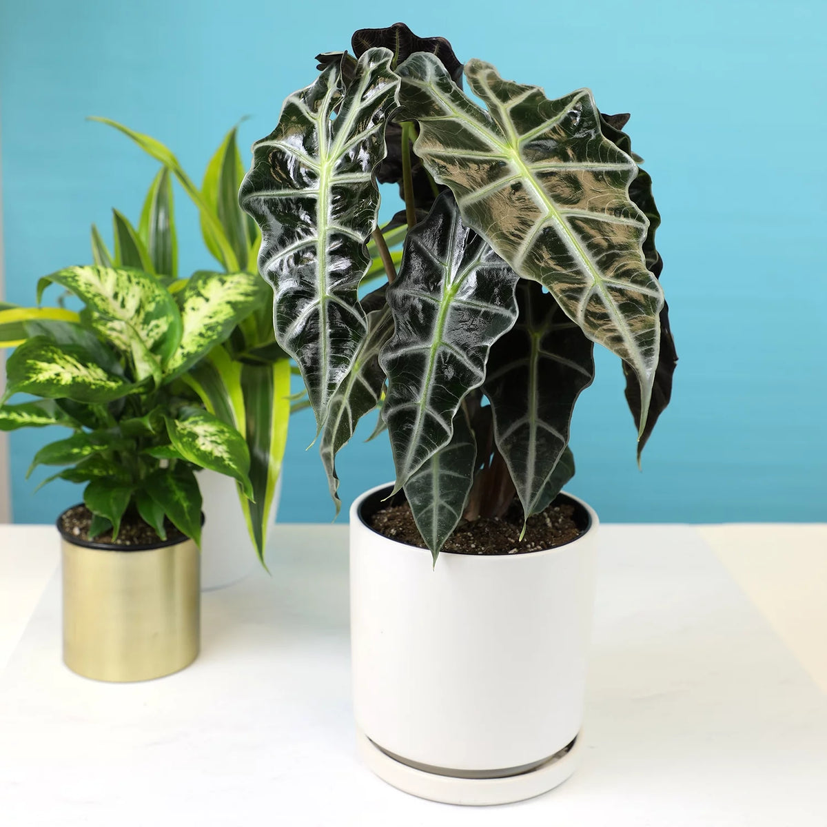 6" Alocasia Amazonica Polly Elephant Ear Plant K911083