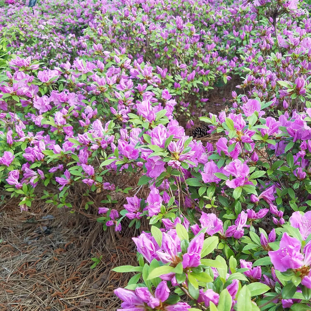 Purple Flowering Shrub (2 Gallon) O50920