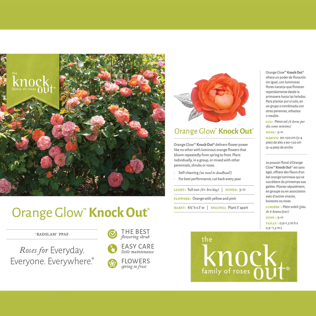 Orange Flowers Live Shrub (1 Gallon) S716
