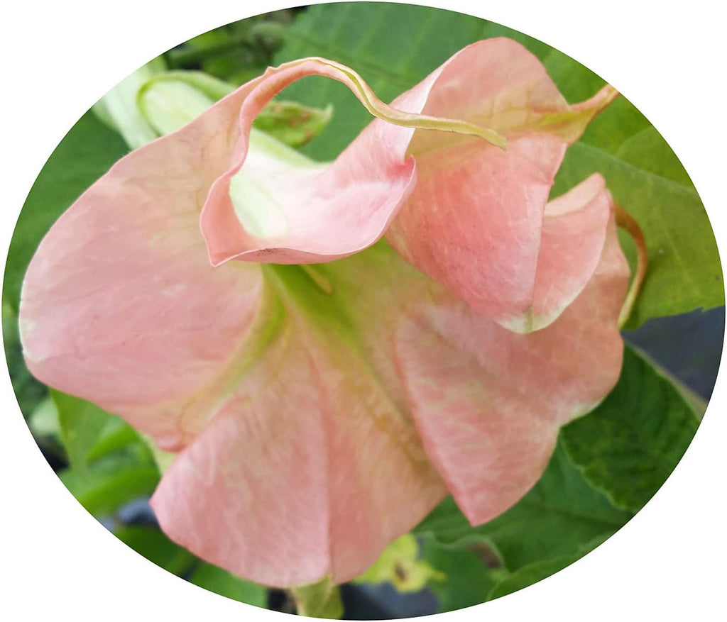 Double Pink Fragrant Flowers Starter Size 4 Inch Pot D7043