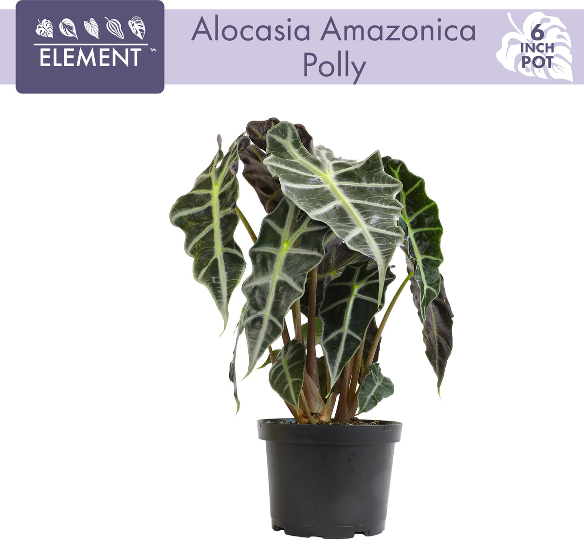 6" Alocasia Amazonica Polly Elephant Ear Plant K911083