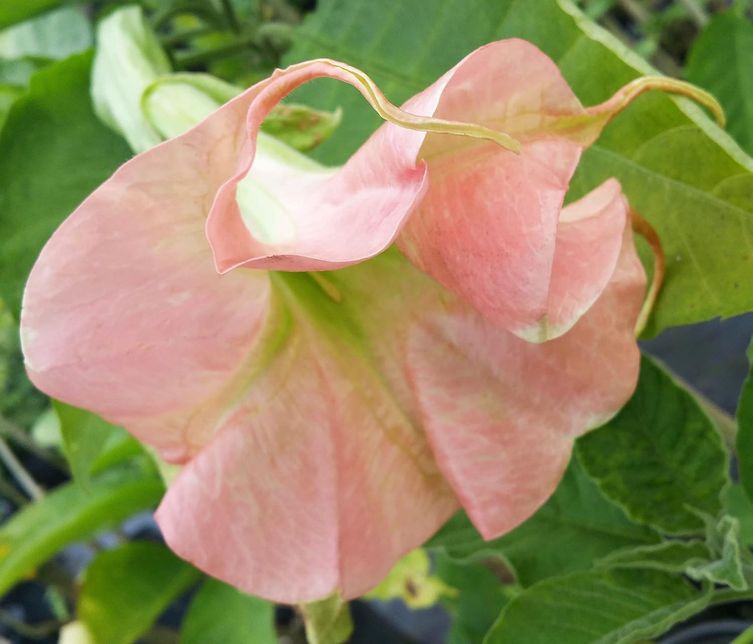 Double Pink Fragrant Flowers Starter Size 4 Inch Pot D7043