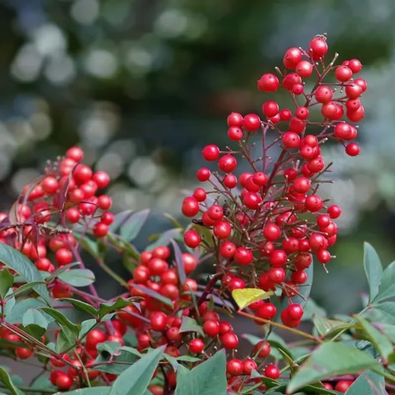 Ornamental Nandina Plant Live in Quart Pot E549849