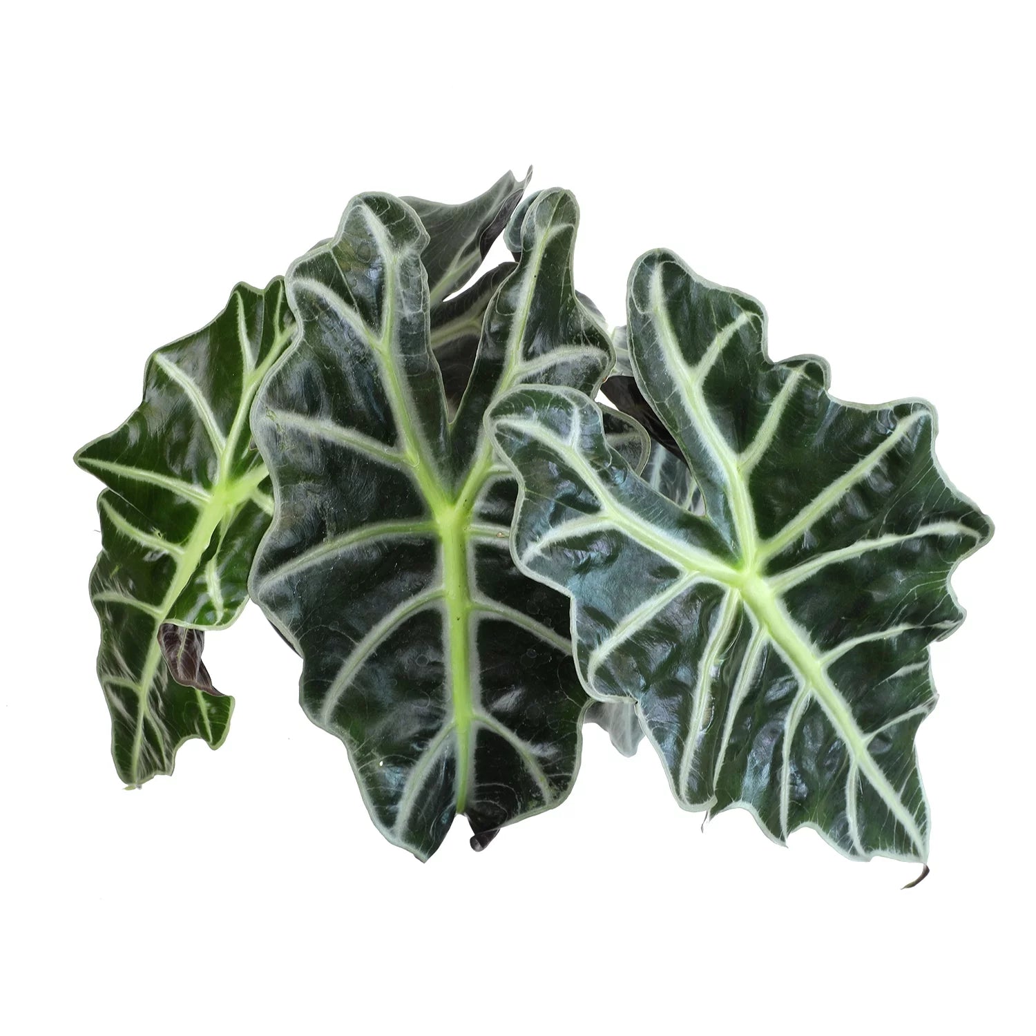 6" Alocasia Amazonica Polly Elephant Ear Plant K911083