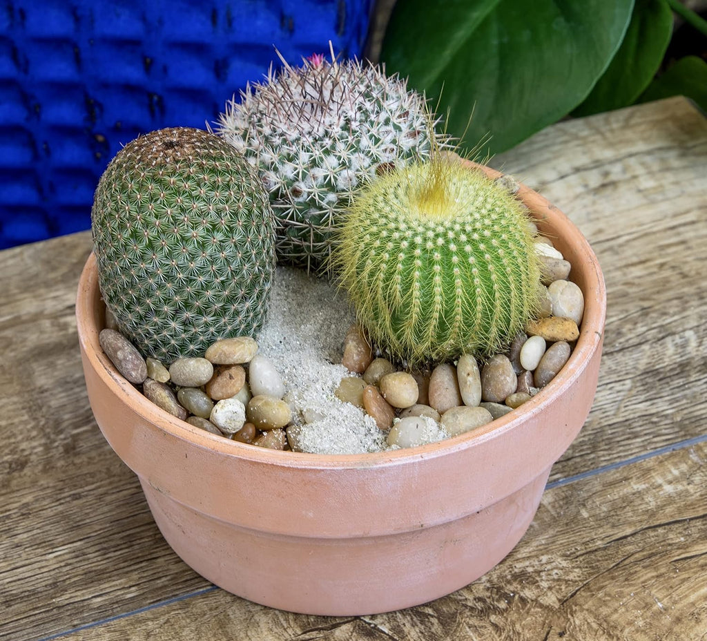 Assorted Cactus Plants Live Cactus Decor (4PK) M915