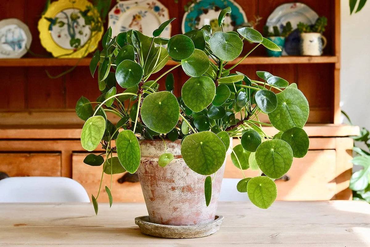 Chinese Money Plant - 1 Live Starter Plant - Pilea Peperomioides - Indoor Houseplant Y37957
