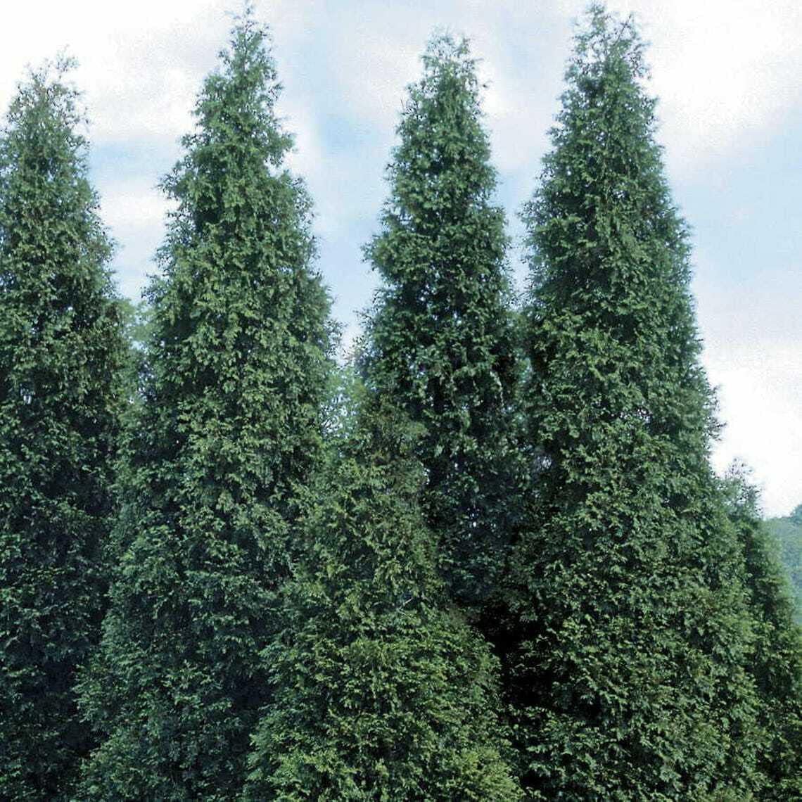 2.5" Pots Thuja Green Giant Arborvitae Trees L89314