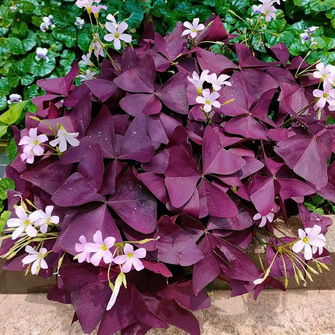 24 Purple Shamrocks Bulbs J36221