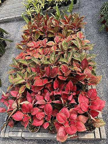 20-20-20 Water Soluble Fertilizer (2 Pounds) T5831