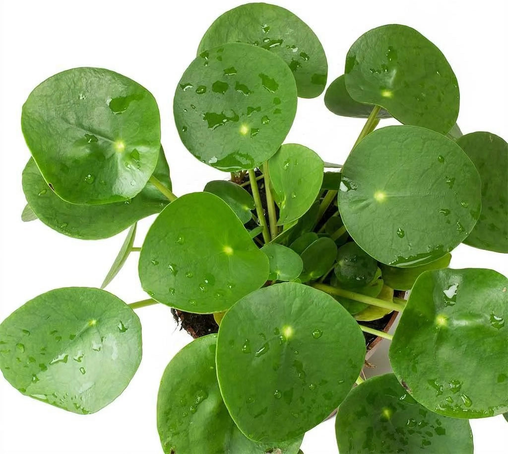 Chinese Money Plant - 1 Live Starter Plant - Pilea Peperomioides - Indoor Houseplant Y37957