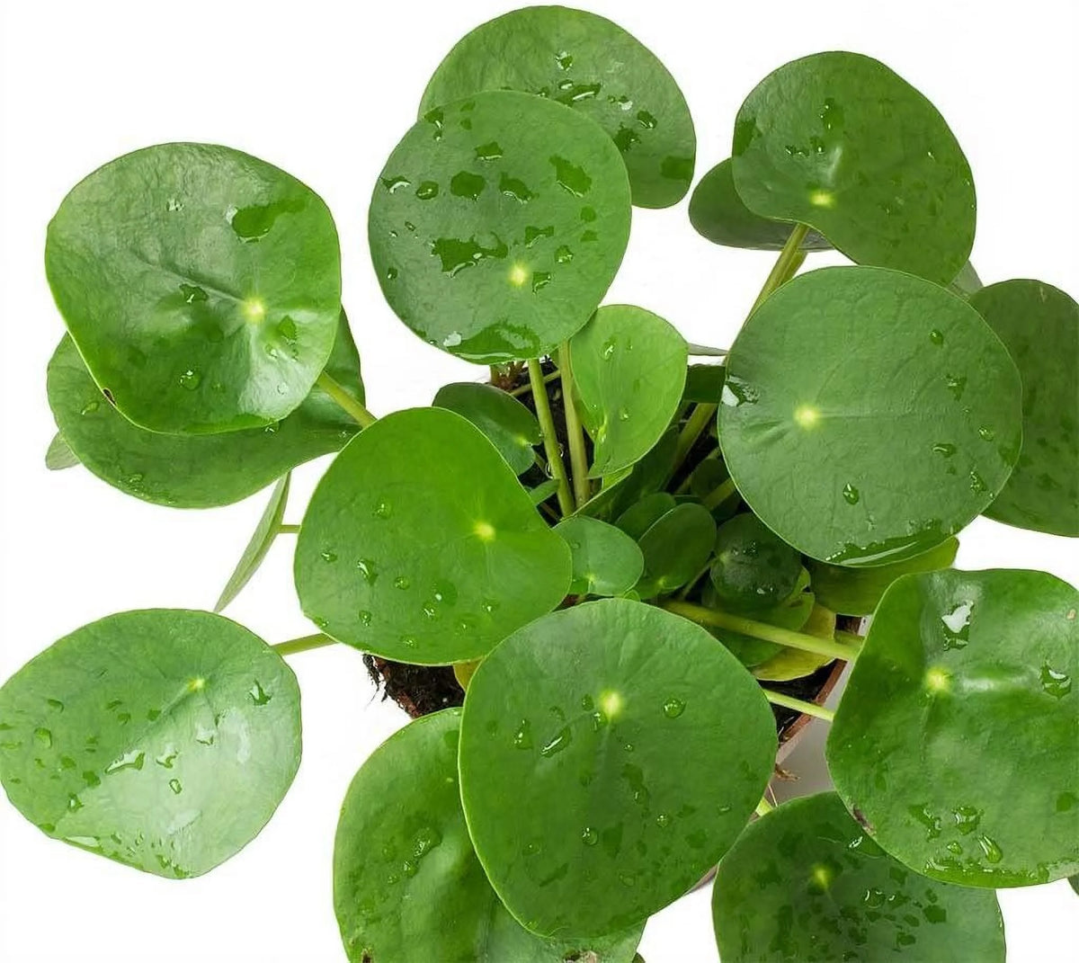 Chinese Money Plant - 1 Live Starter Plant - Pilea Peperomioides - Indoor Houseplant Y37957
