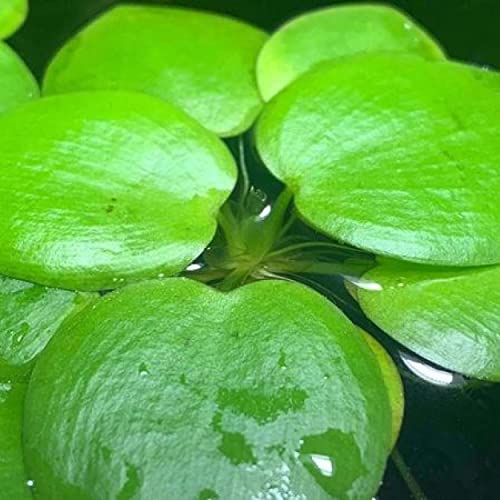 2 oz Duckweed Floating Pond Plant U9302