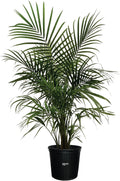 Majesty Palm Live Plant in Growers Pot, 3-4 Feet Tall O60851