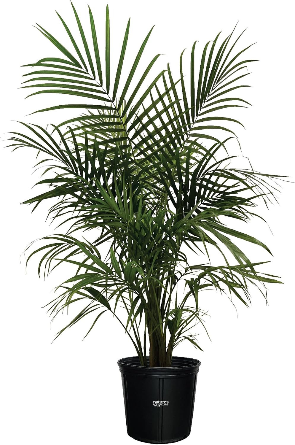 Majesty Palm Live Plant in Growers Pot, 3-4 Feet Tall O60851