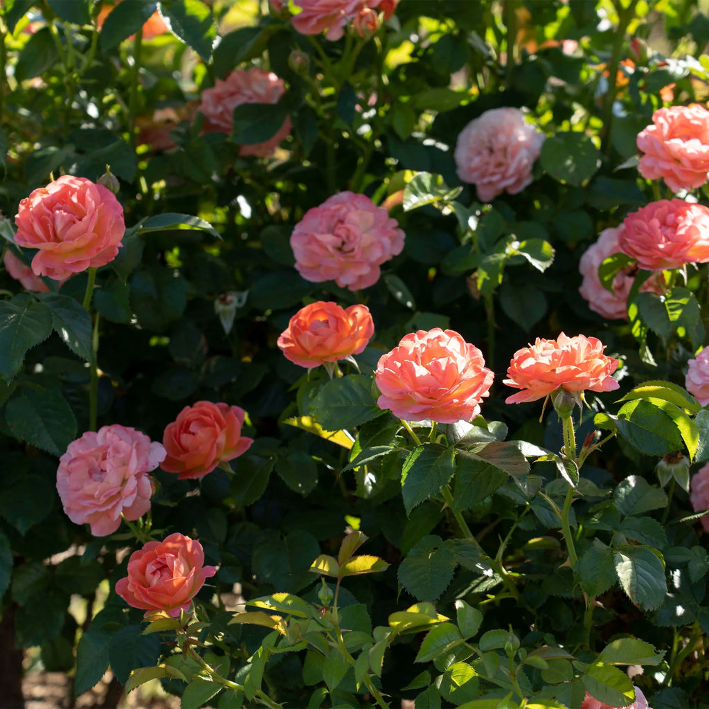 Orange Flowers Live Shrub (1 Gallon) S716