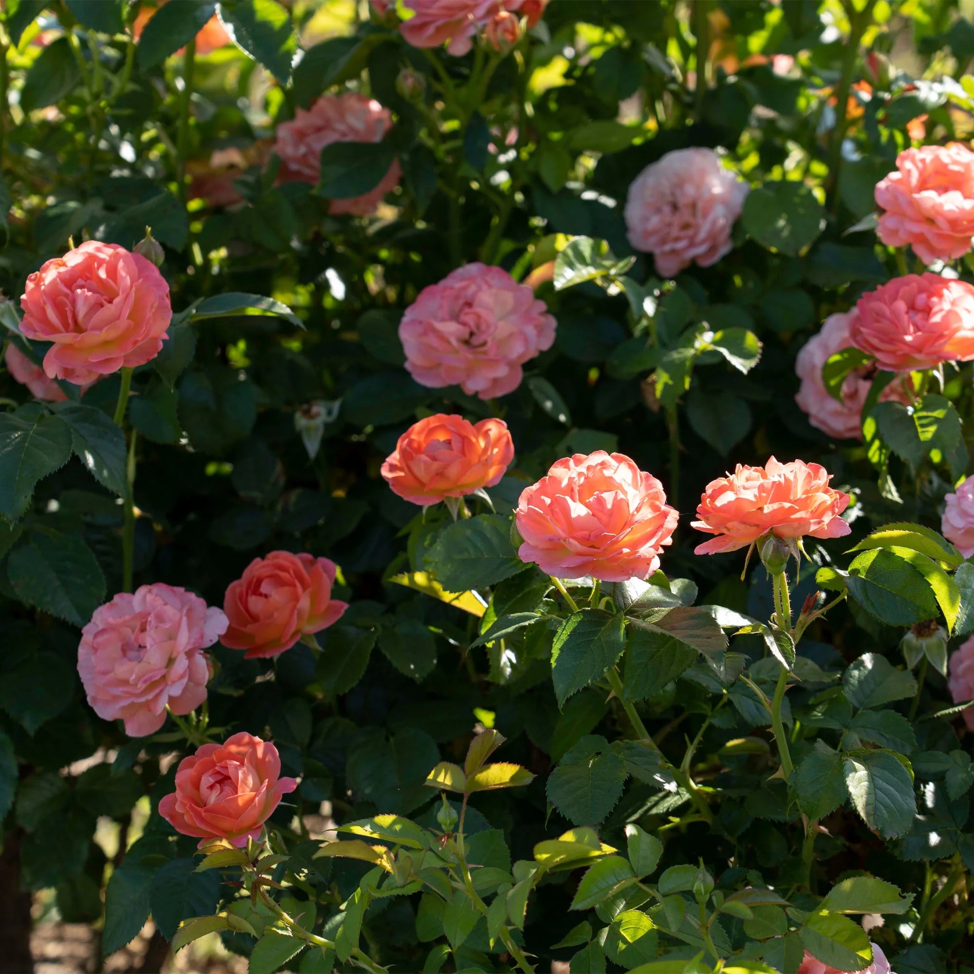 Orange Flowers Live Shrub (1 Gallon) S716