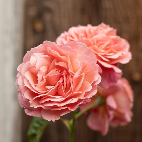One Gallon Pink Climbing Rose Bush A847616