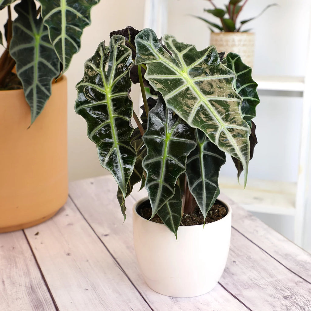 6" Alocasia Amazonica Polly Elephant Ear Plant K911083