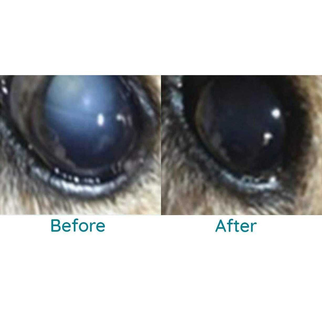 Pet Cataracts Eye Drops C7626