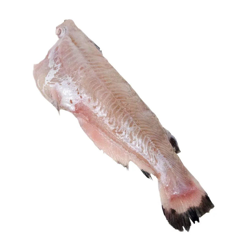 15 Pound Catfish S58600