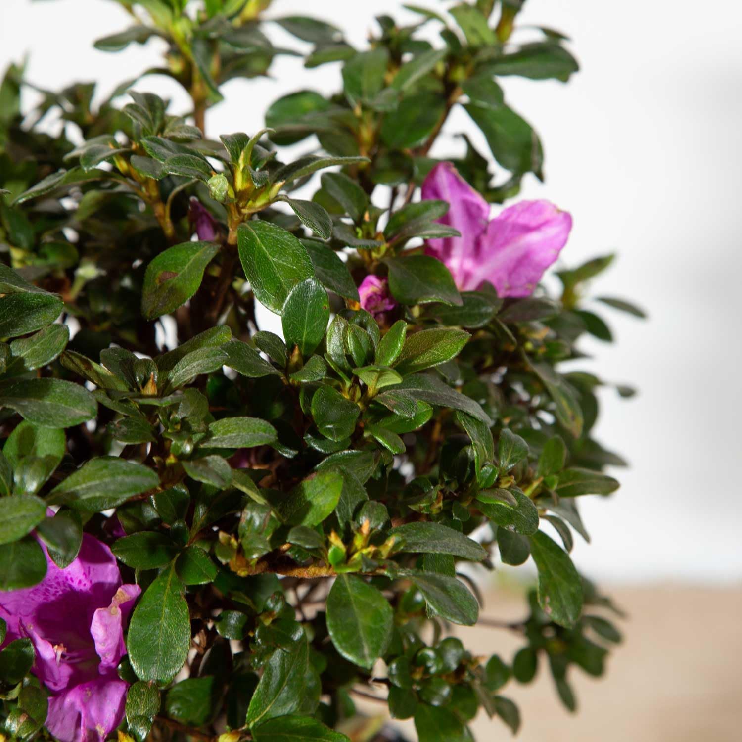 Purple Flowering Shrub (2 Gallon) O50920