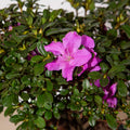 Purple Flowering Shrub (2 Gallon) O50920