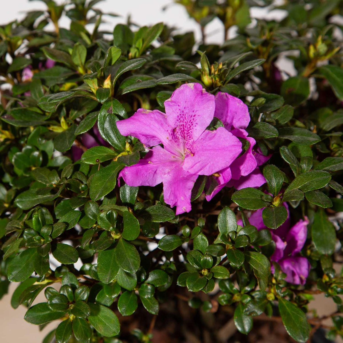 Purple Flowering Shrub (2 Gallon) O50920