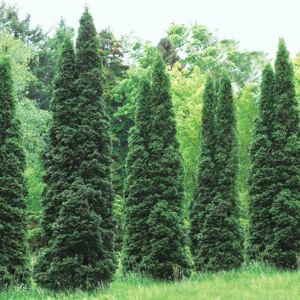 2.5" Pots Thuja Green Giant Arborvitae Trees L89314