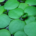 2 oz Duckweed Floating Pond Plant U9302