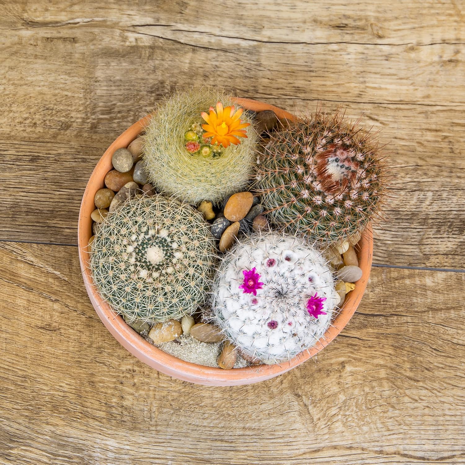 Assorted Cactus Plants Live Cactus Decor (4PK) M915
