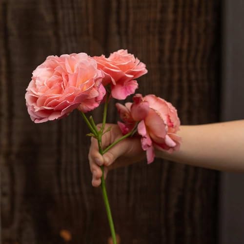 One Gallon Pink Climbing Rose Bush A847616