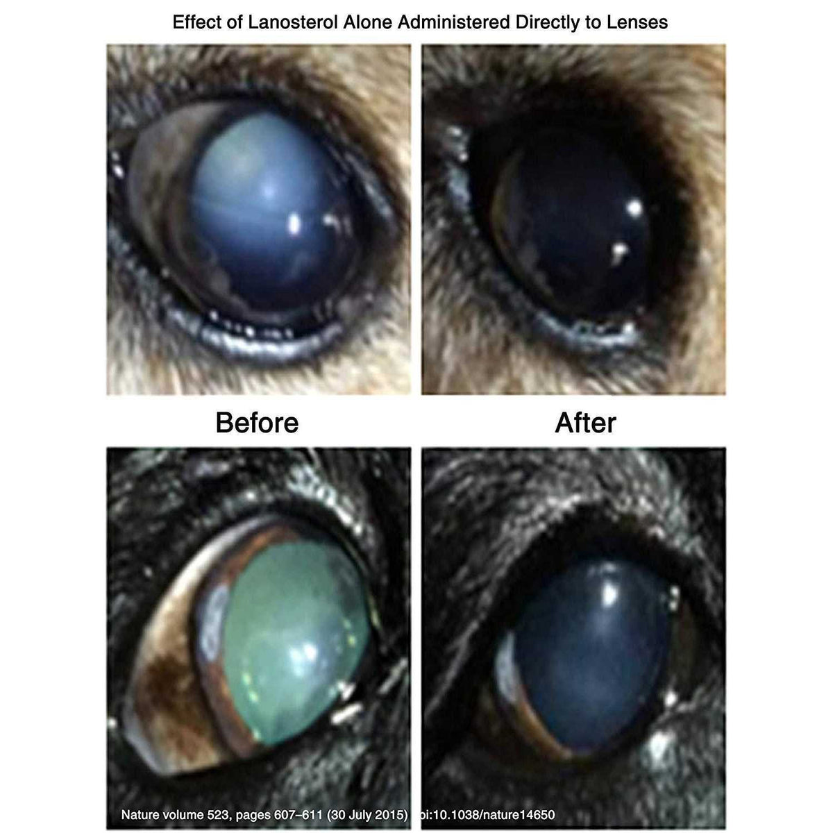 Pet Cataracts Eye Drops C7626