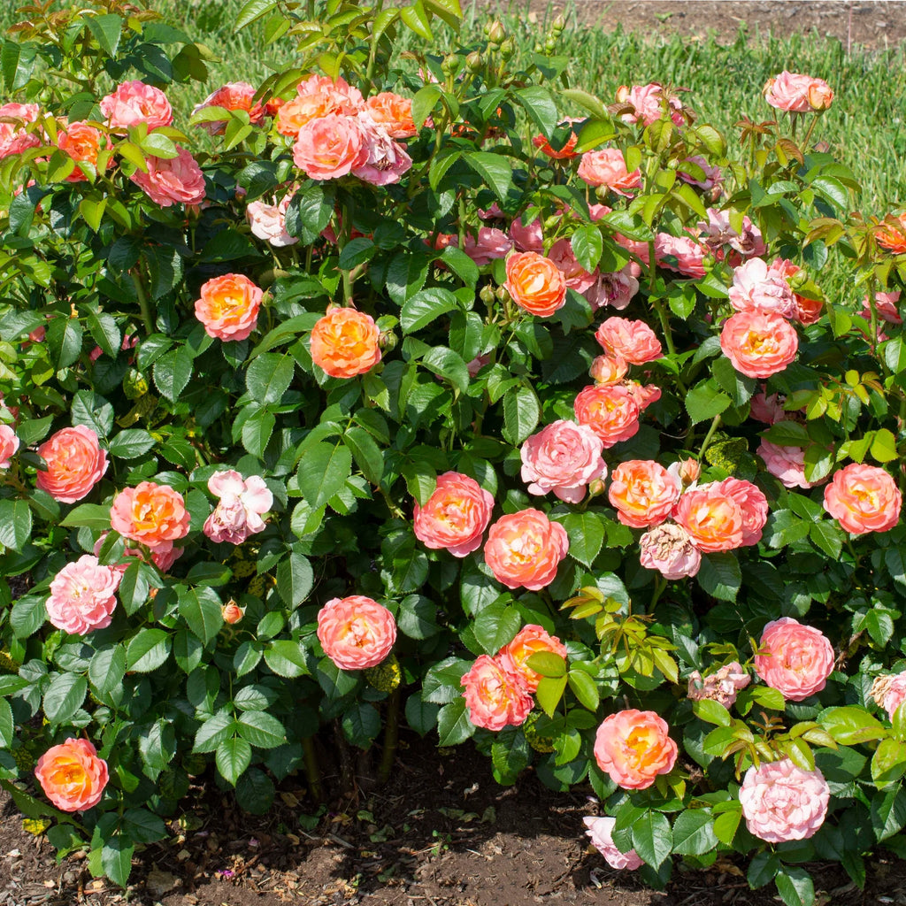 Orange Flowers Live Shrub (1 Gallon) S716