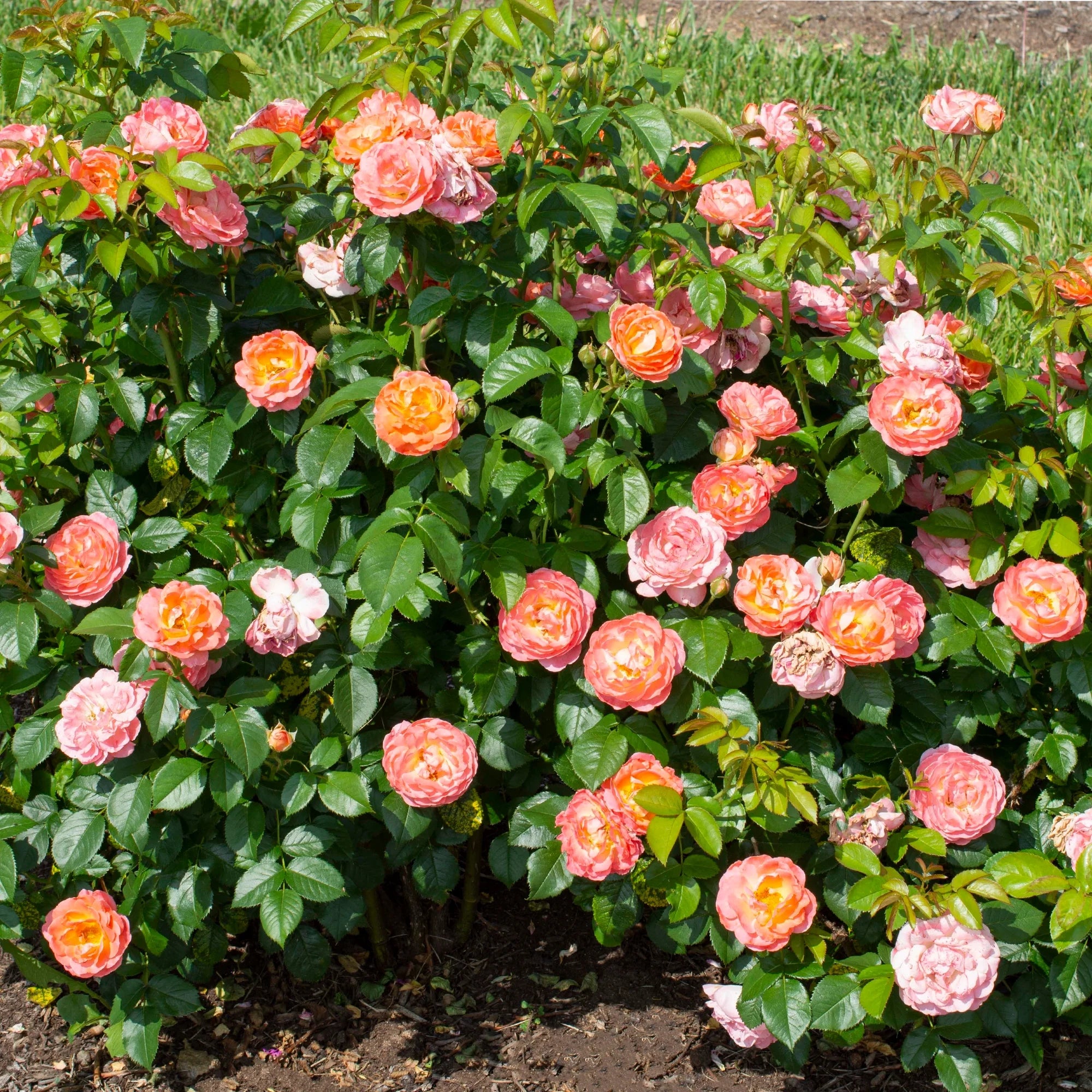 Orange Flowers Live Shrub (1 Gallon) S716